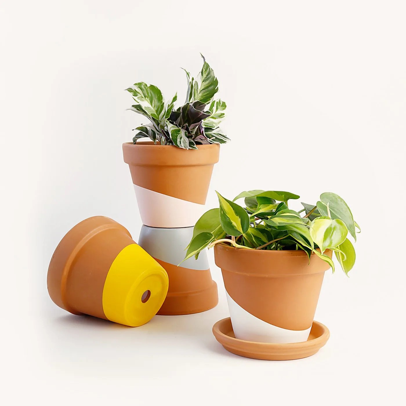 plants