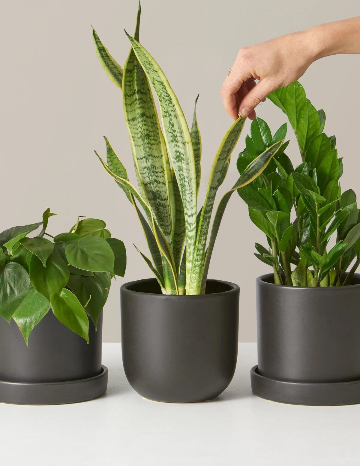 plants