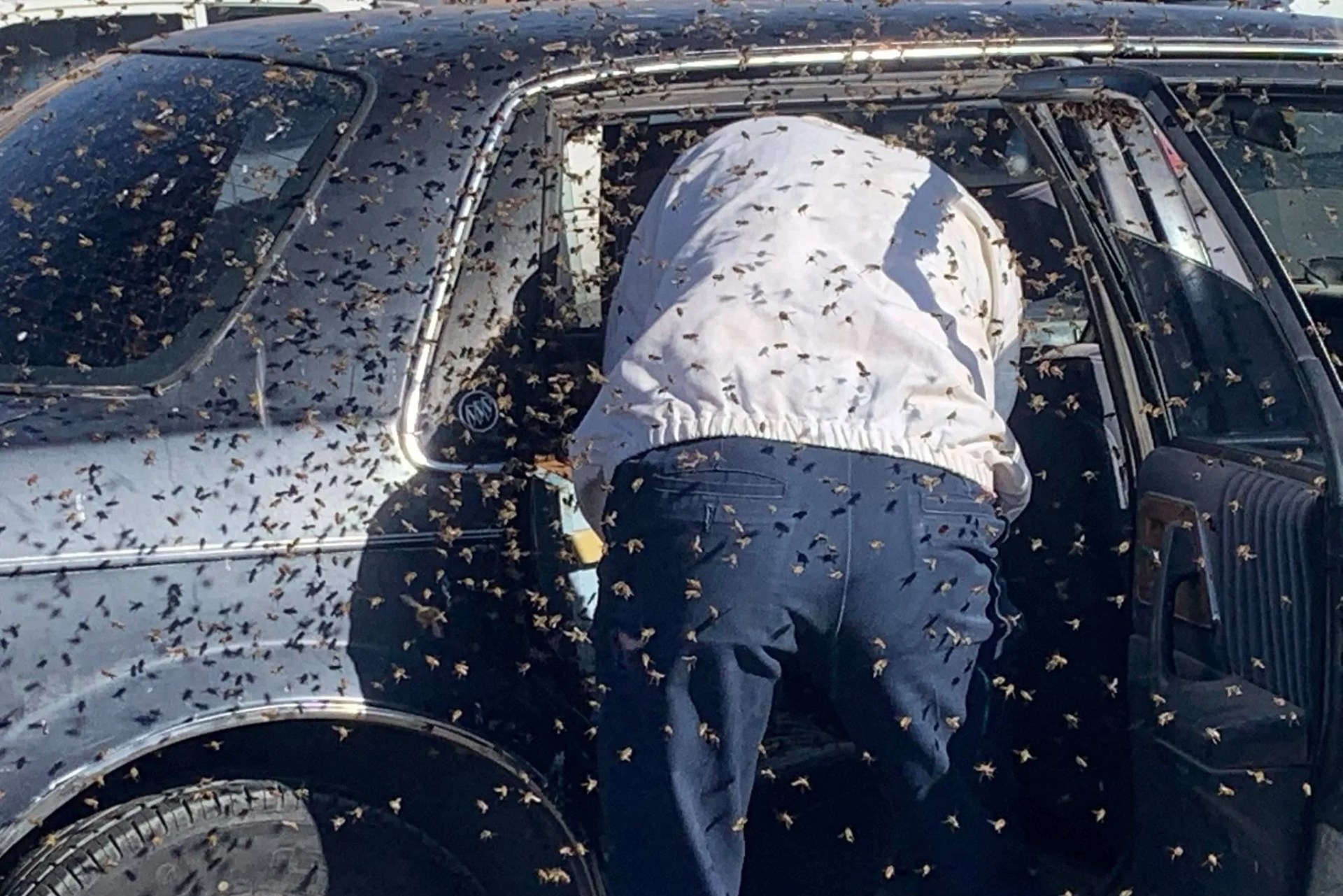 bees in a car
