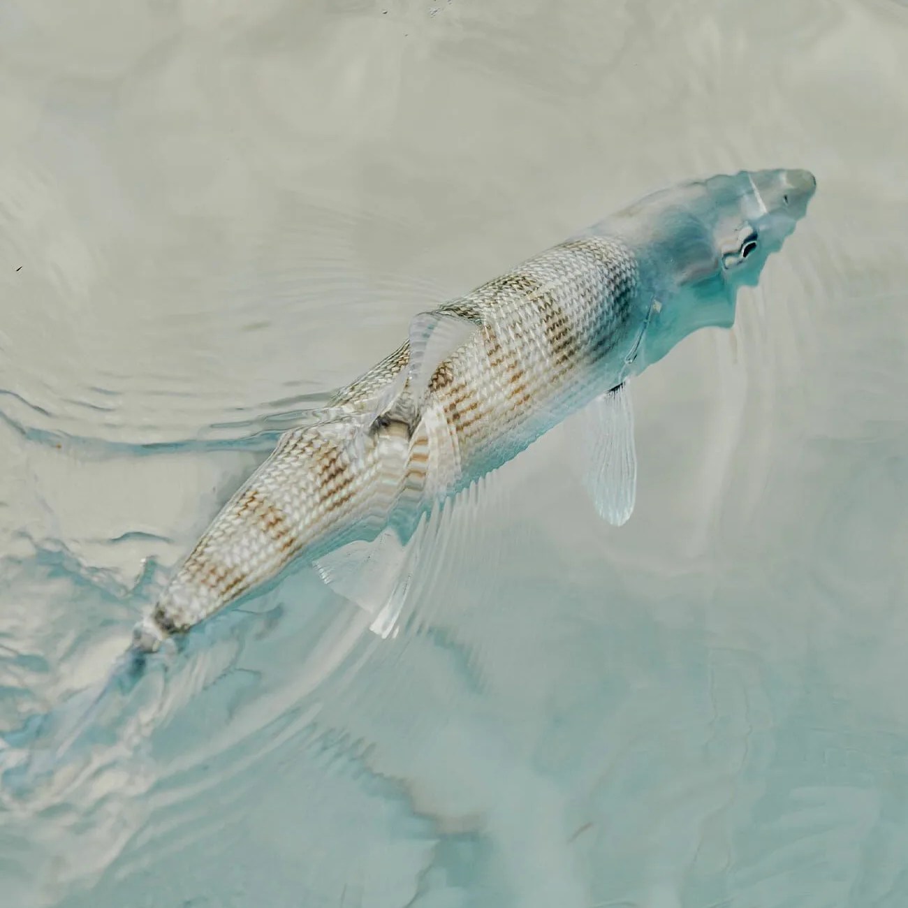 fly fishing