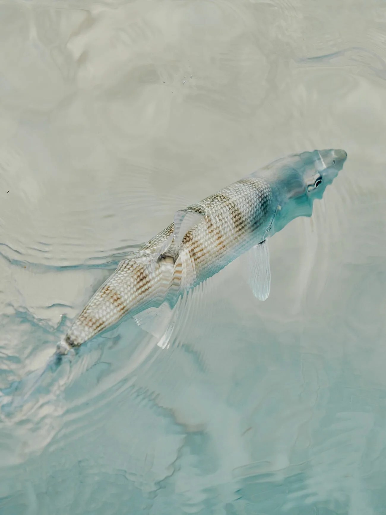 fly fishing