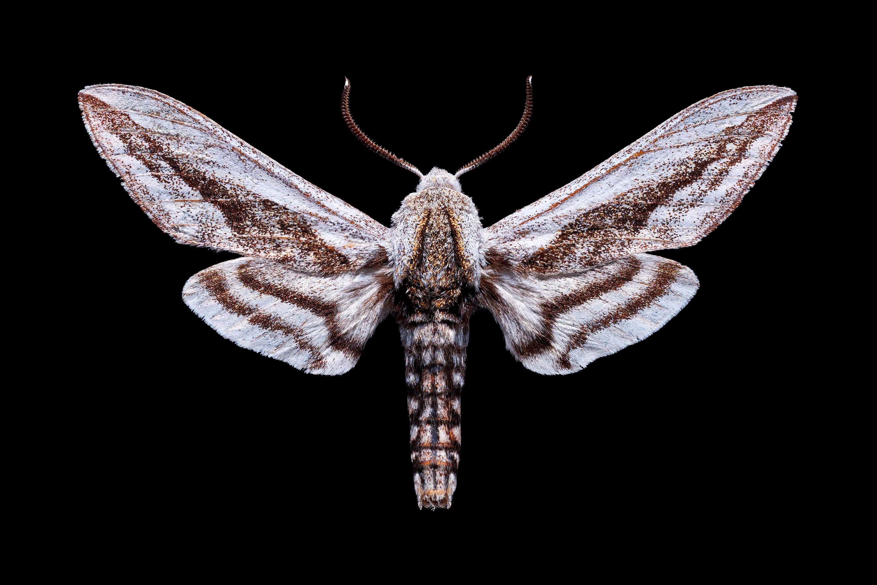 aether moth
