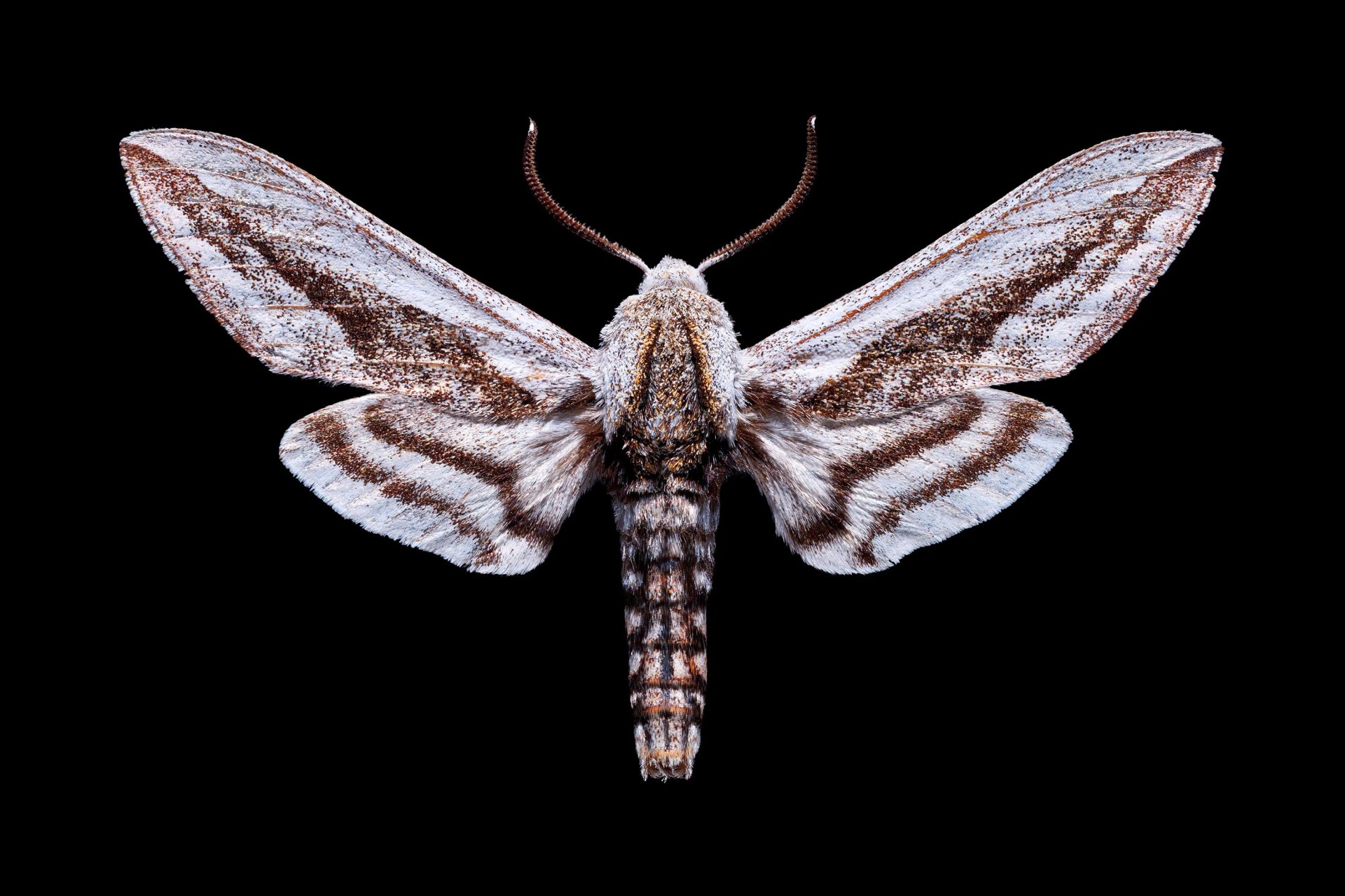 aether moth