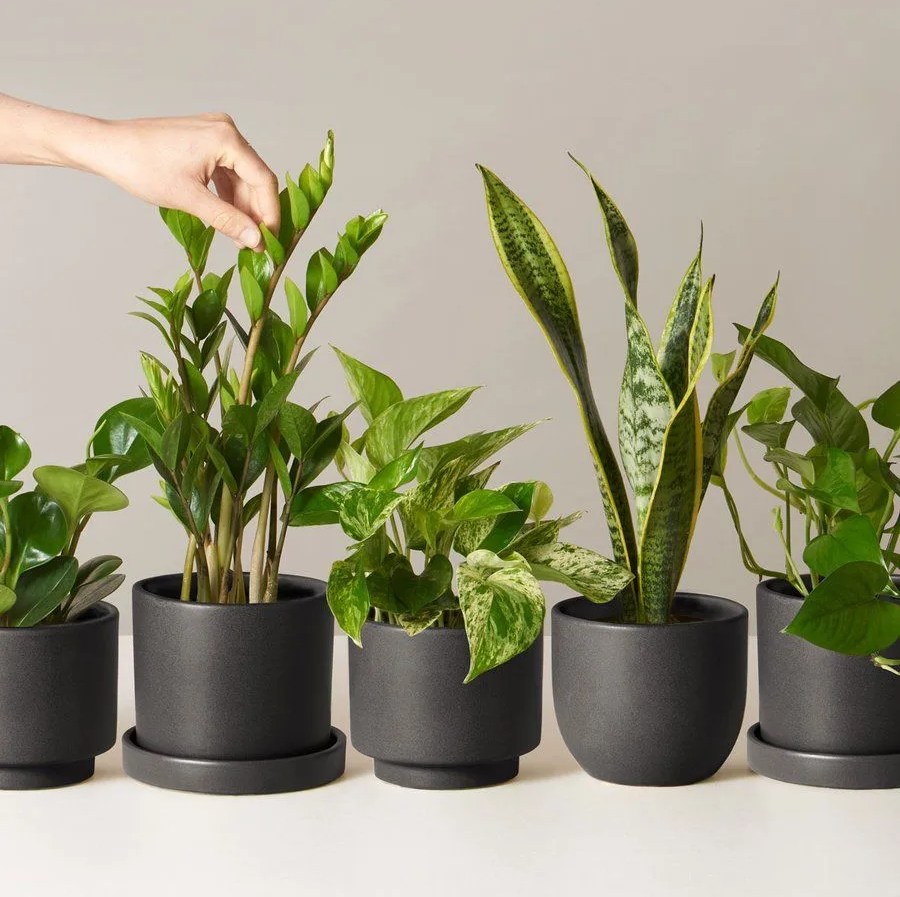 array of plants in black planters