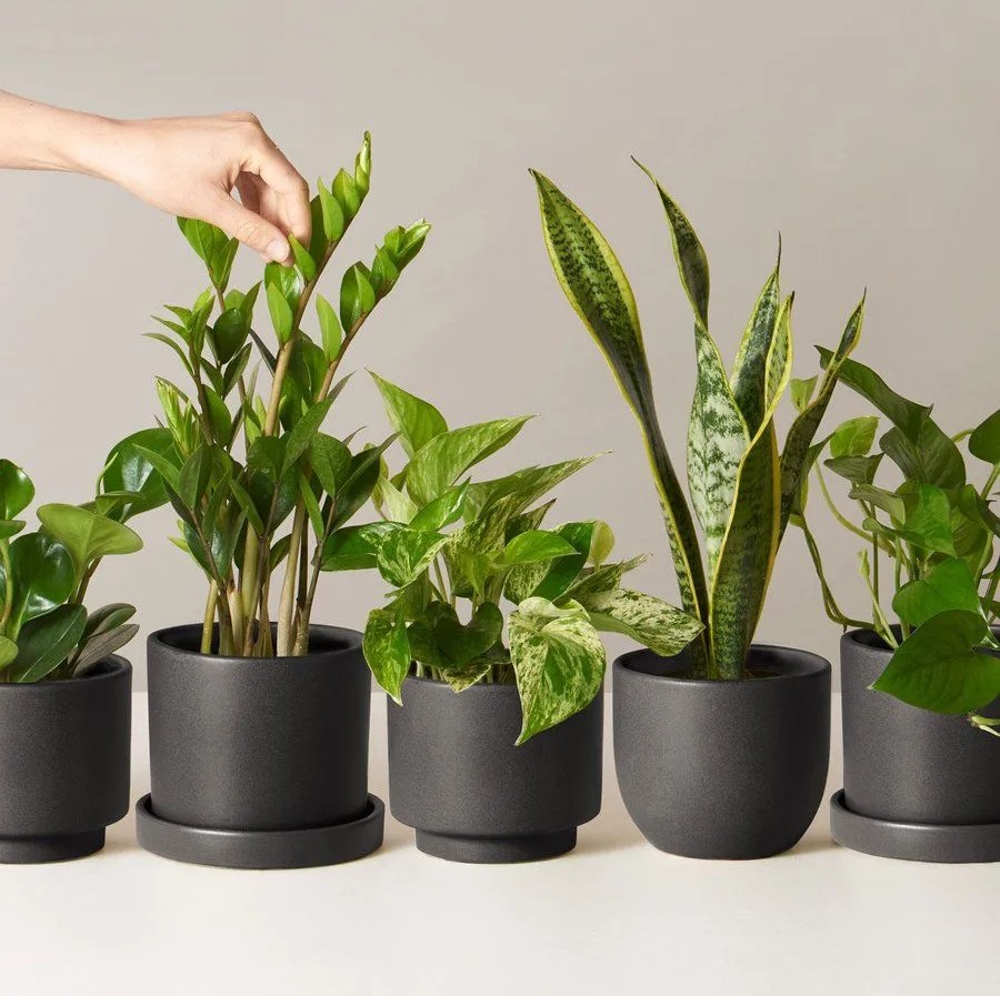 array of plants in black planters