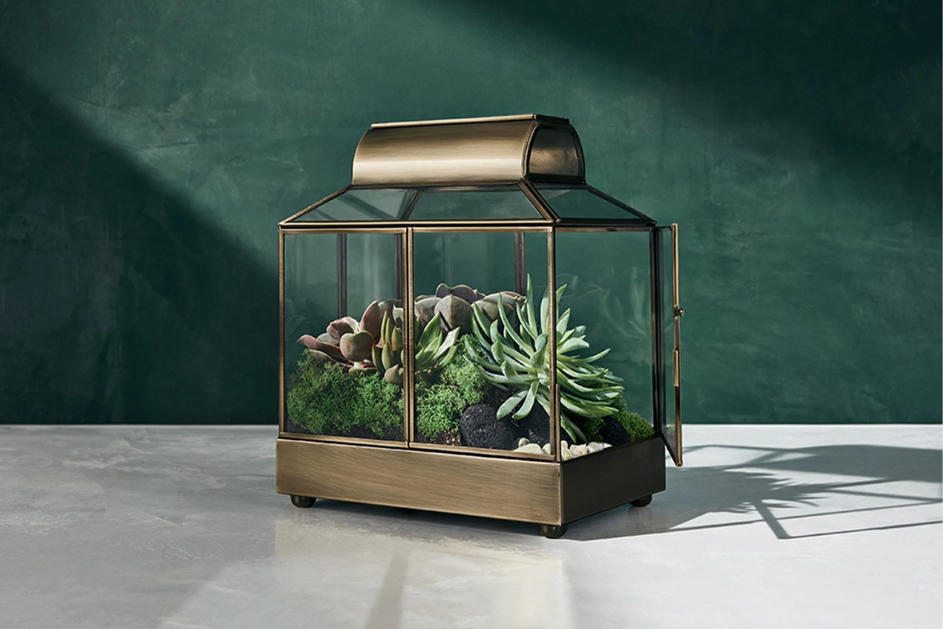 hilton carter x target plants