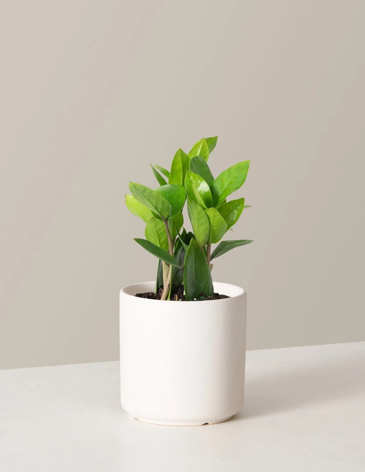 zz plant