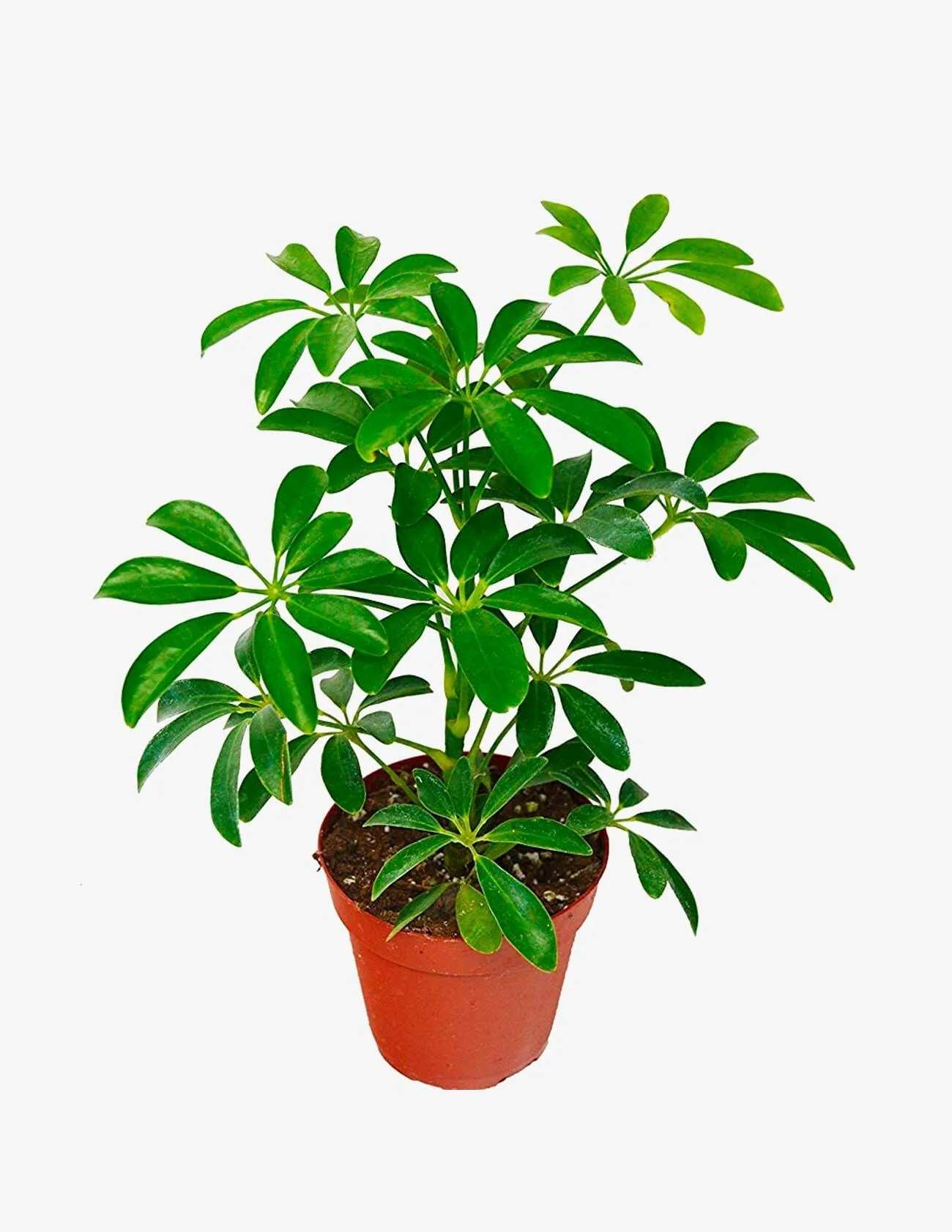 umbrella tree