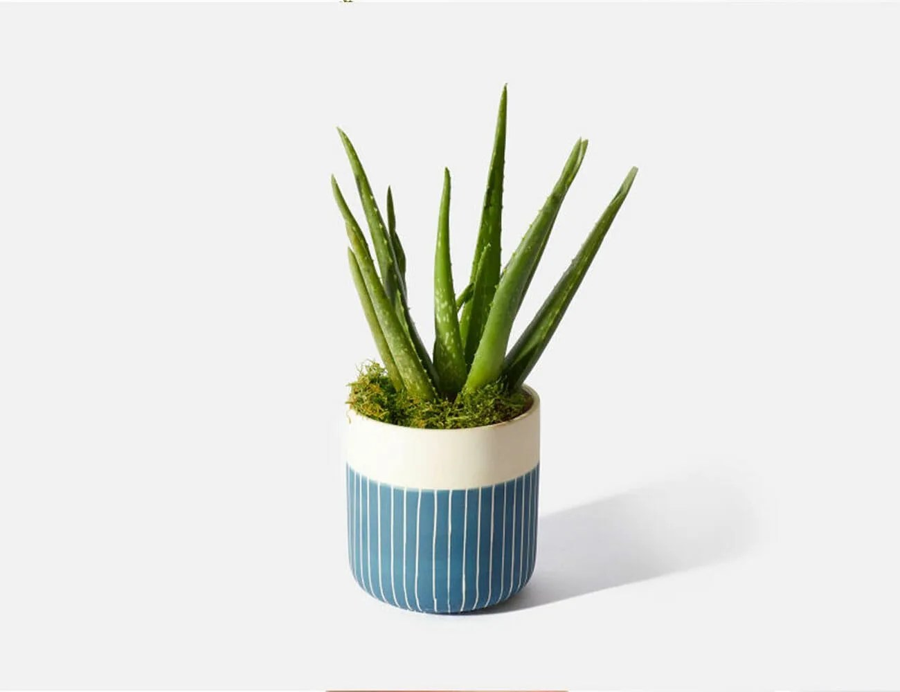 aloe plant