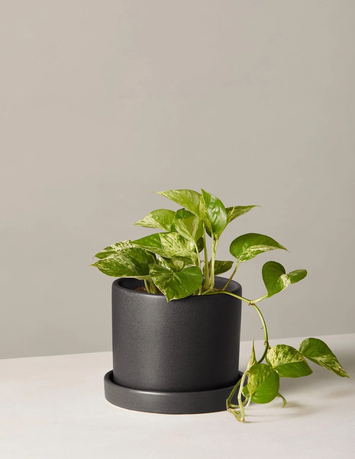 marble queen pothos