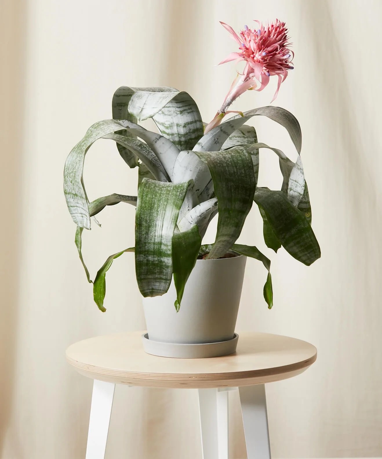 bromeliad