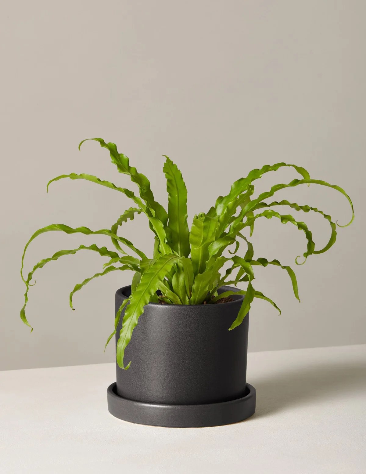 bird nest fern