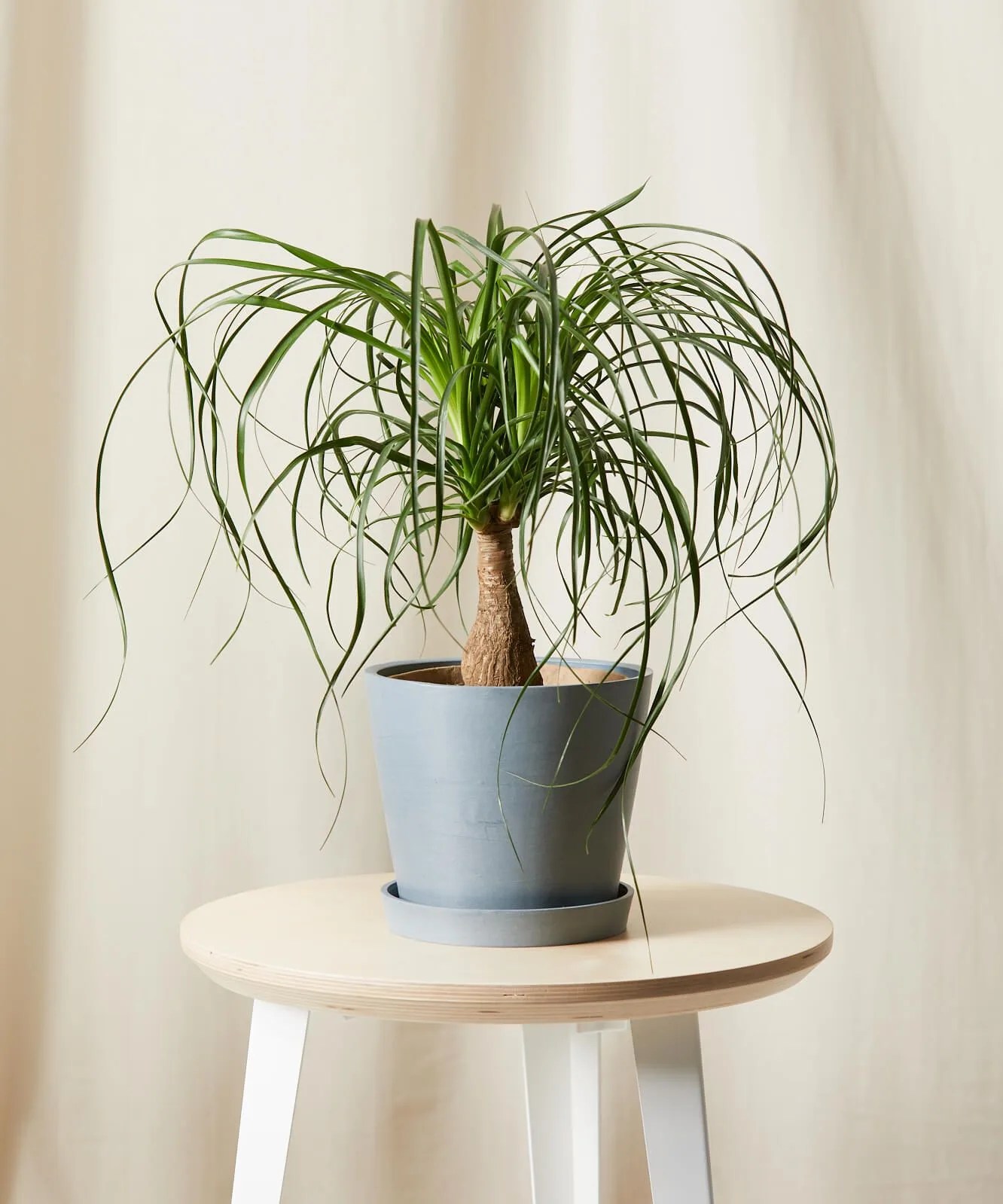 ponytail palm