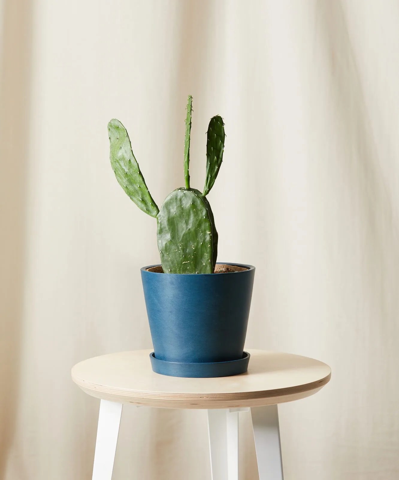 prickly pear