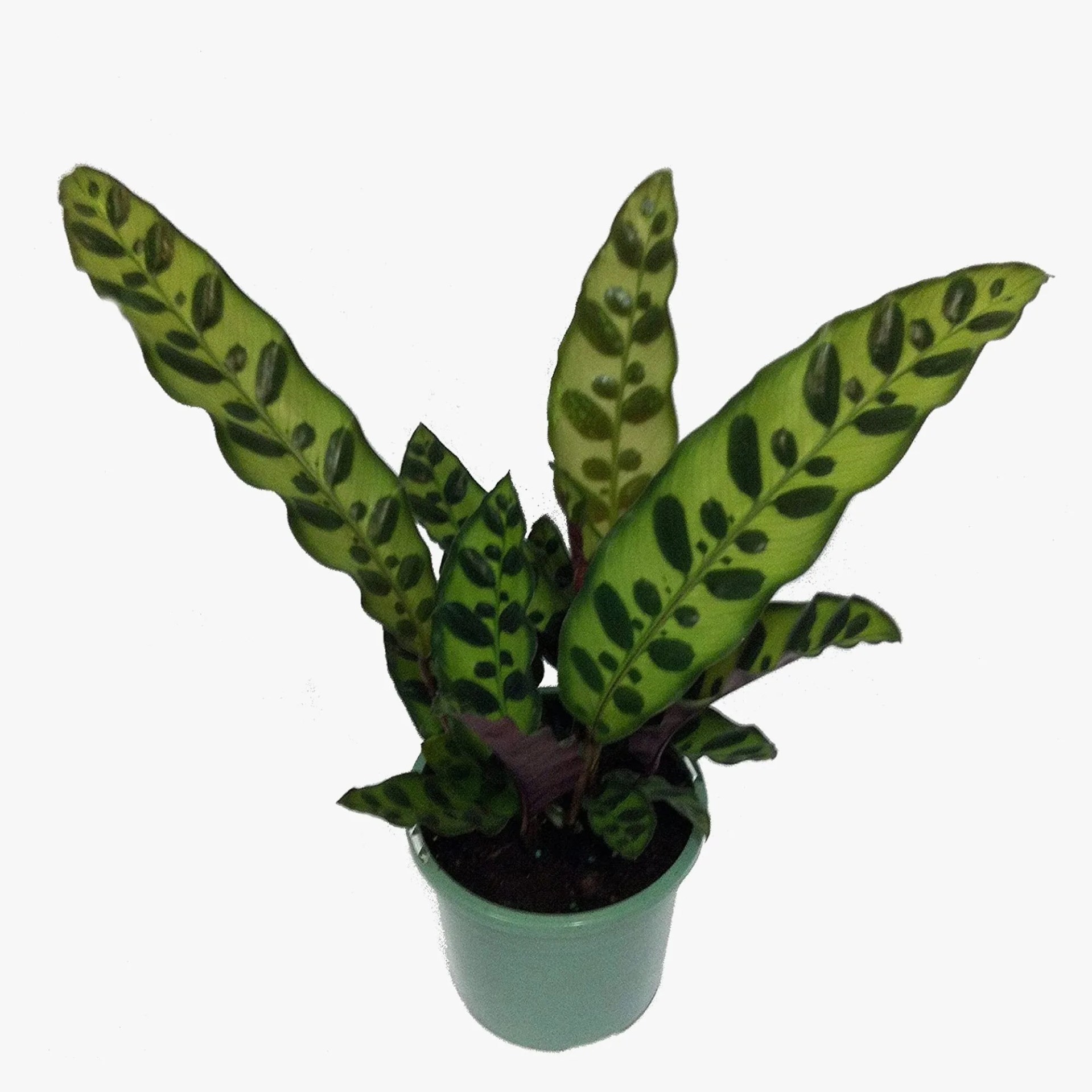 Calathea Rattlesnake
