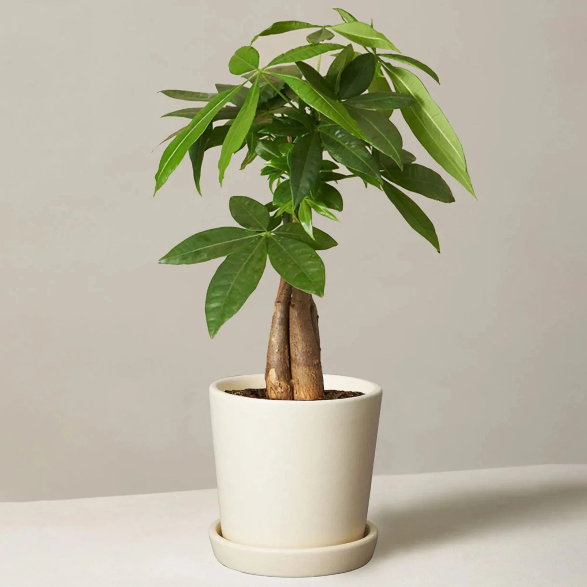 Money Tree