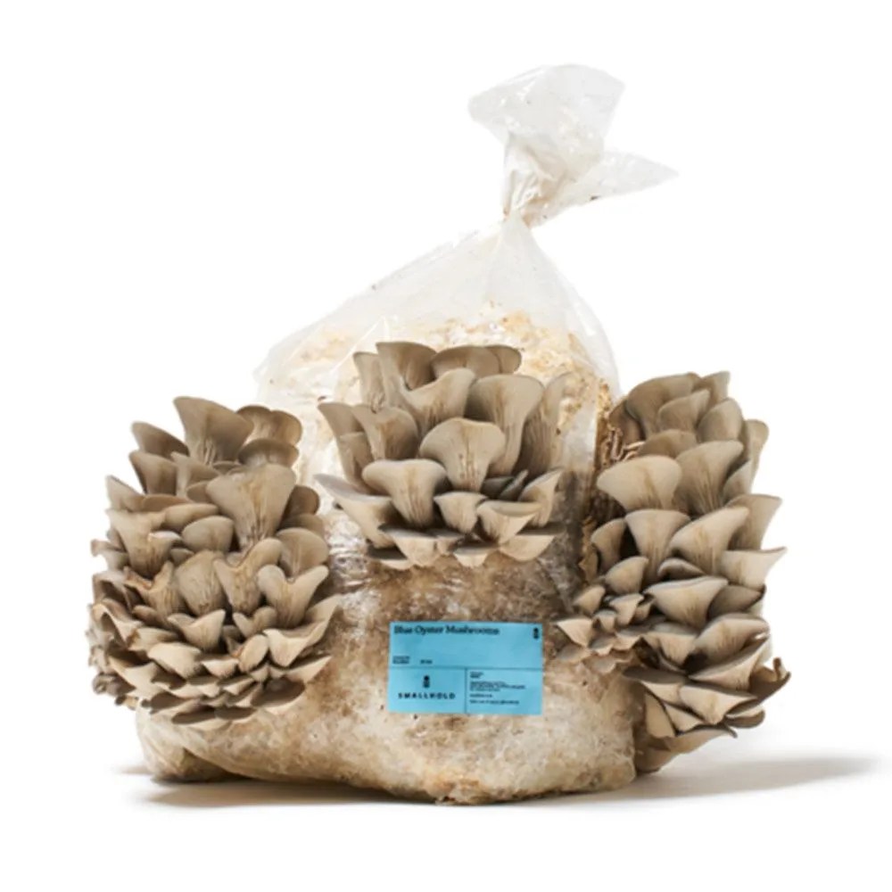 smallhold blue oyster mushroom grow kit