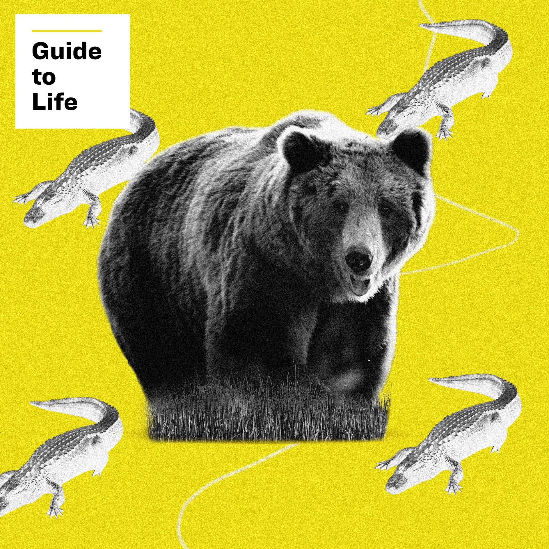 bear and alligator guide to life
