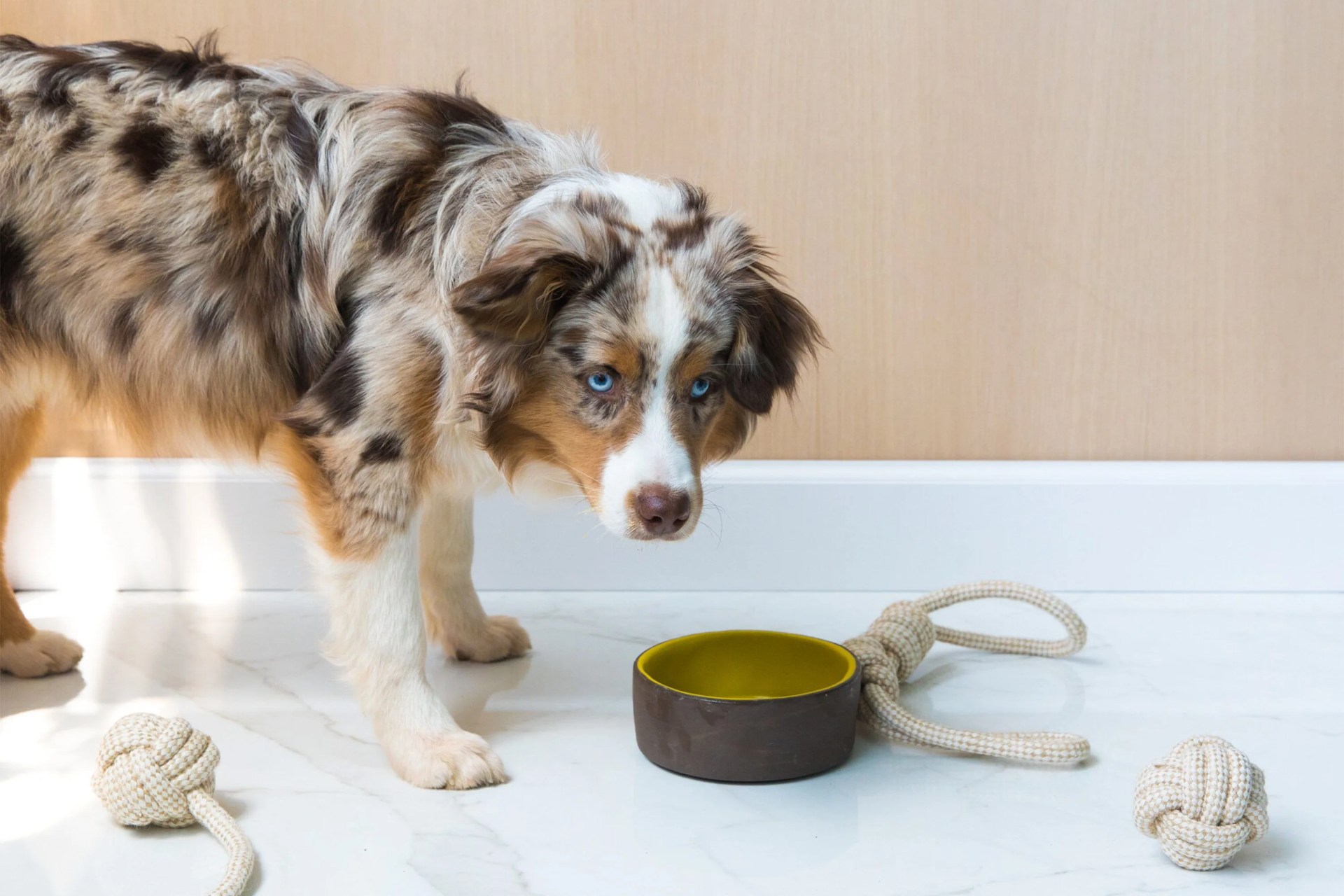 jono pandolfi pet bowls