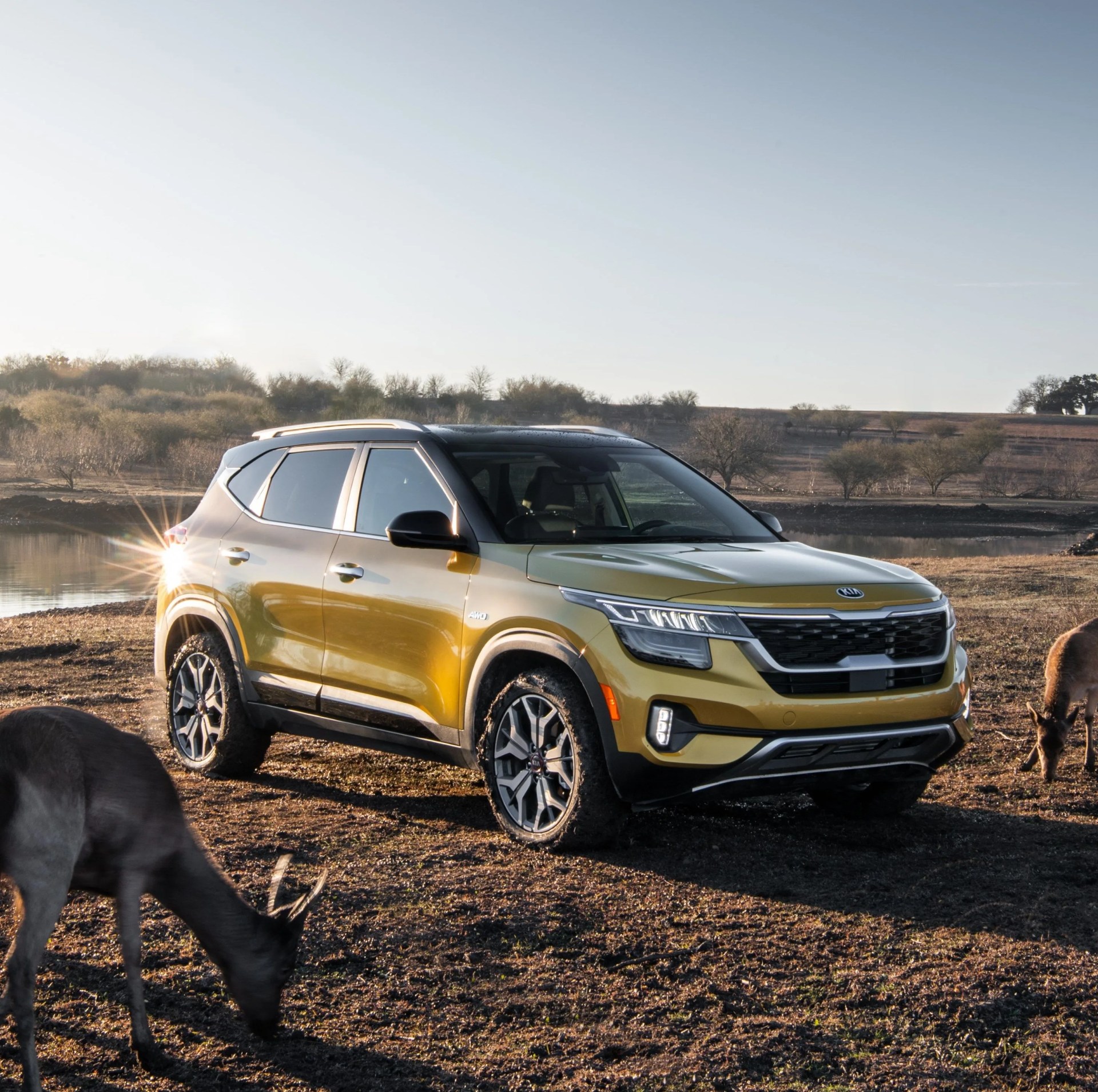 kia seltos sheep 2021