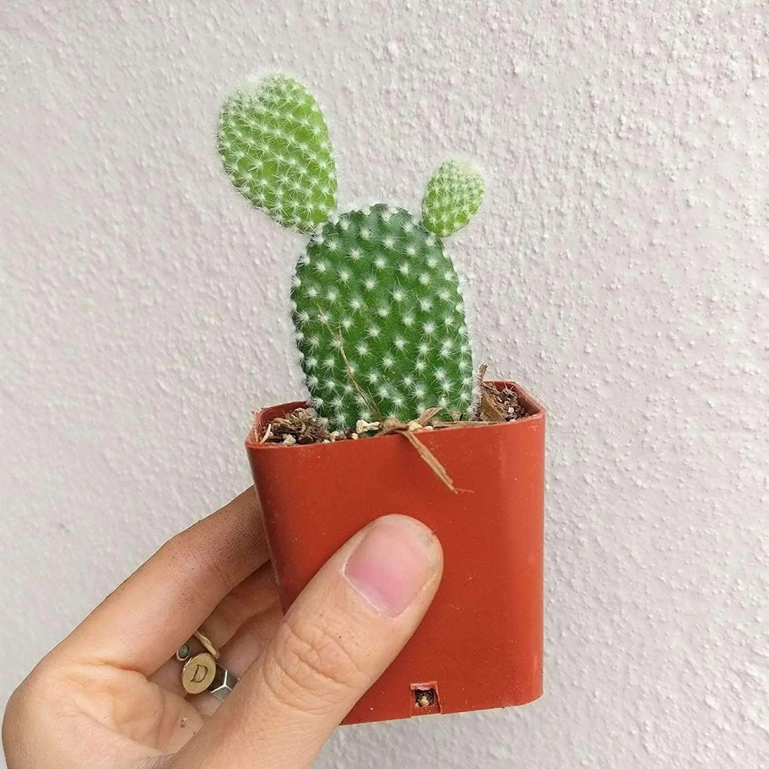 Angel Wing Cactus
