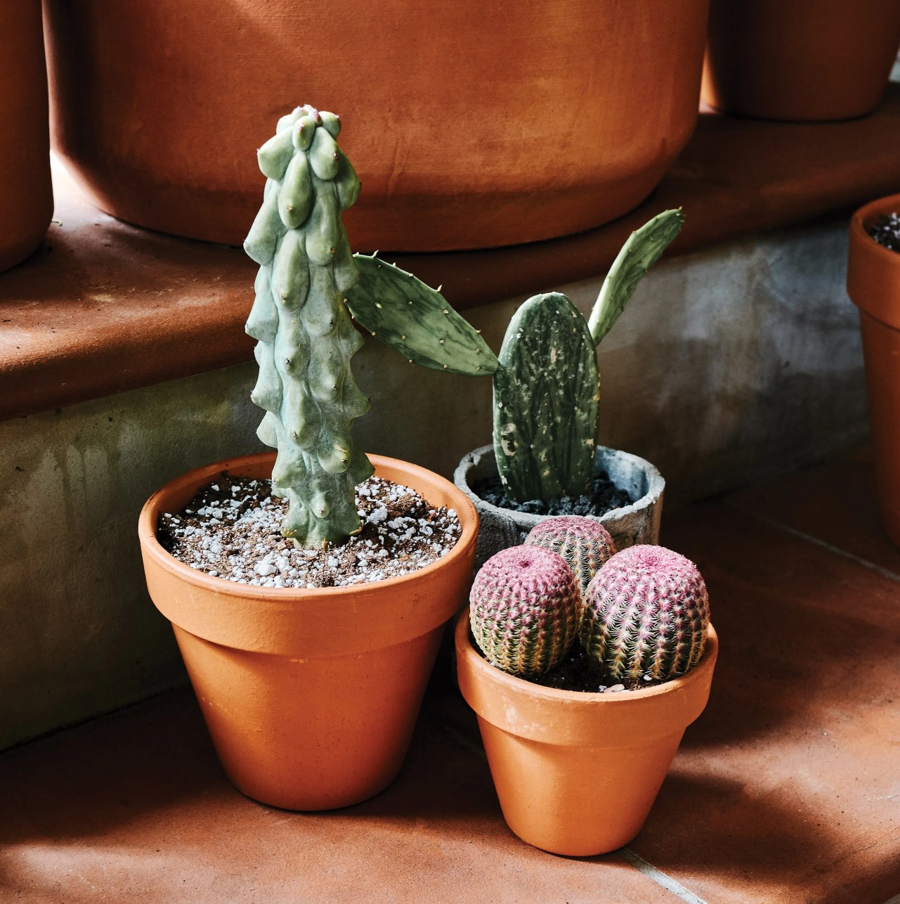 cacti