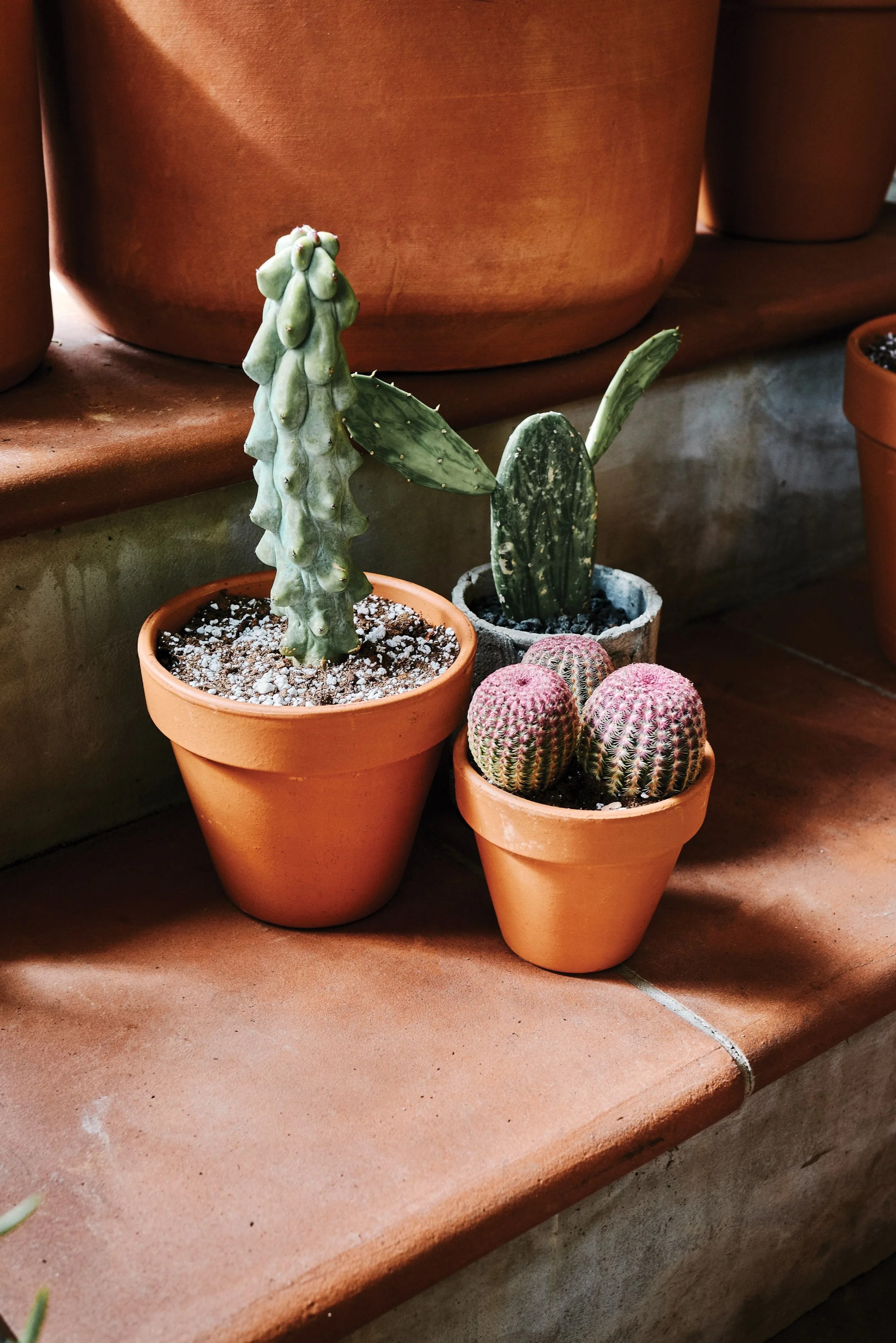 cacti