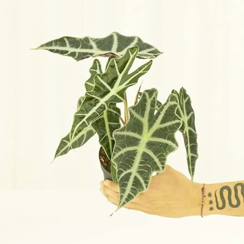alocasia polly