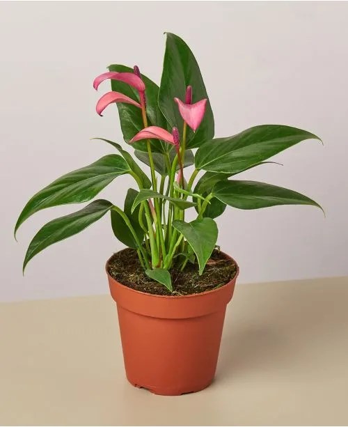 anthurium