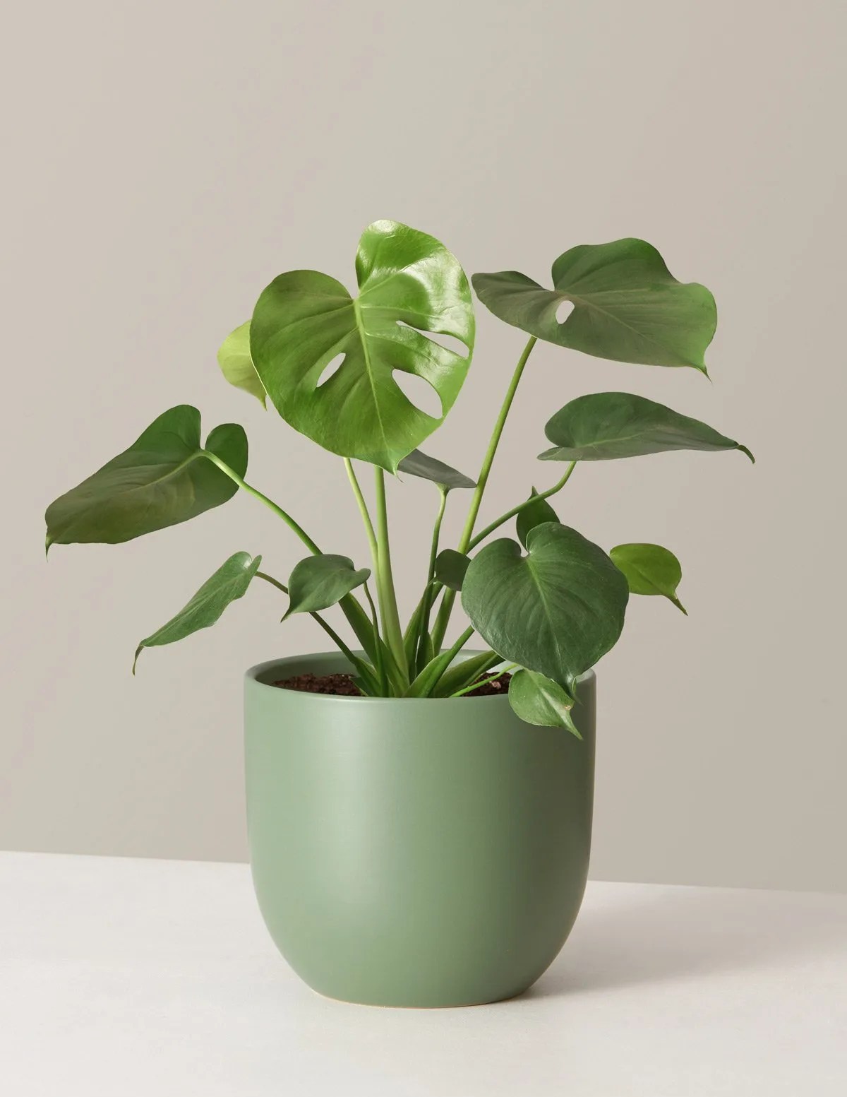 monstera deliciosa