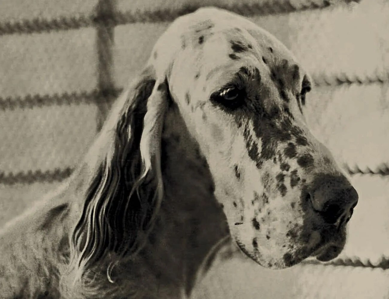 Oakley-Dog-Gear-Patrol