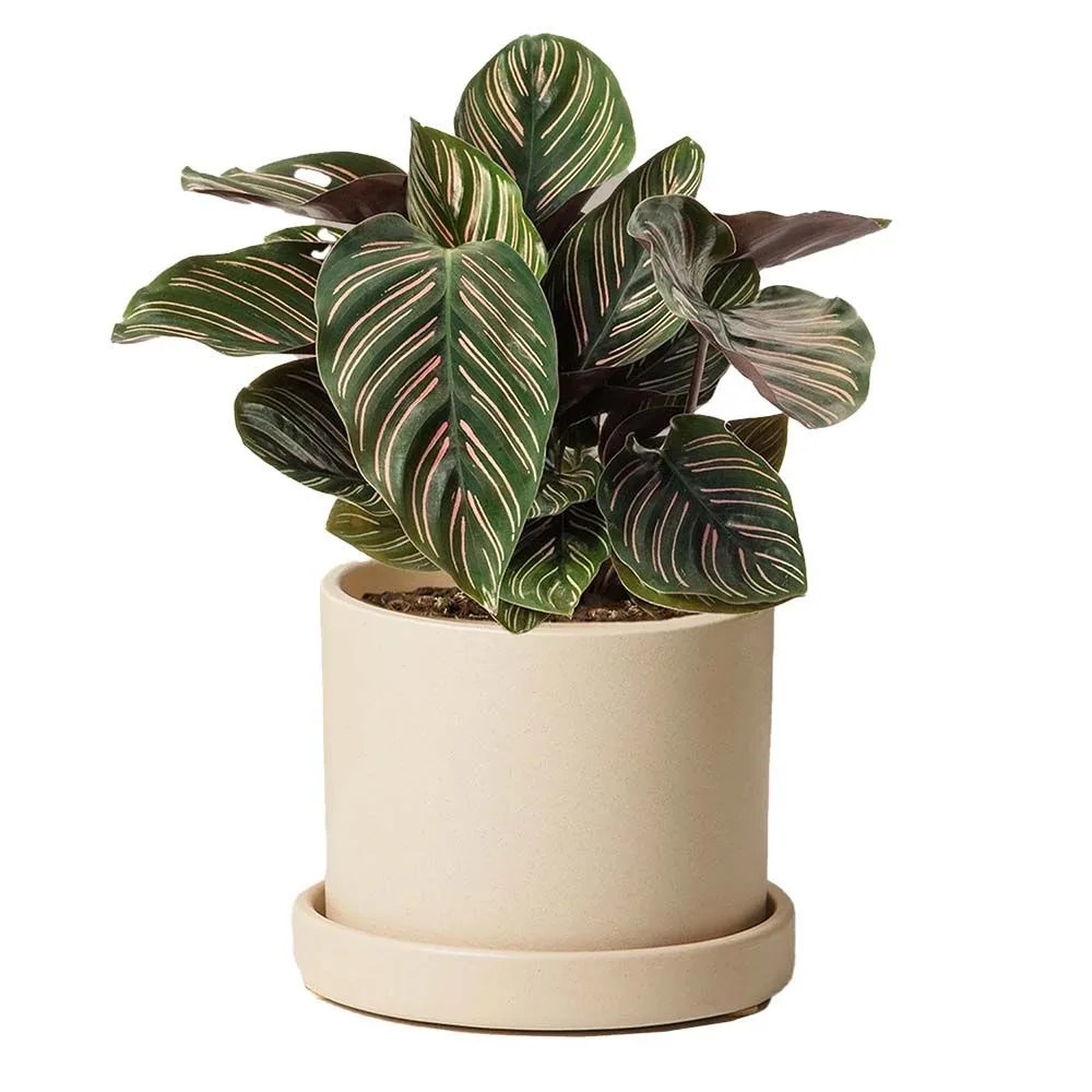 the sill calathea ornata