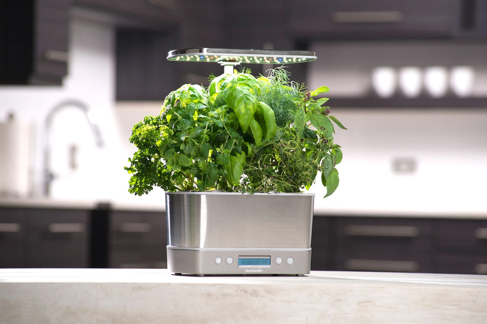 growing a plant
