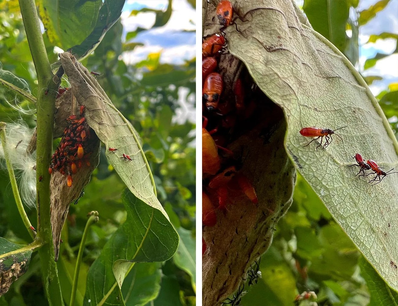 milkwood bugs