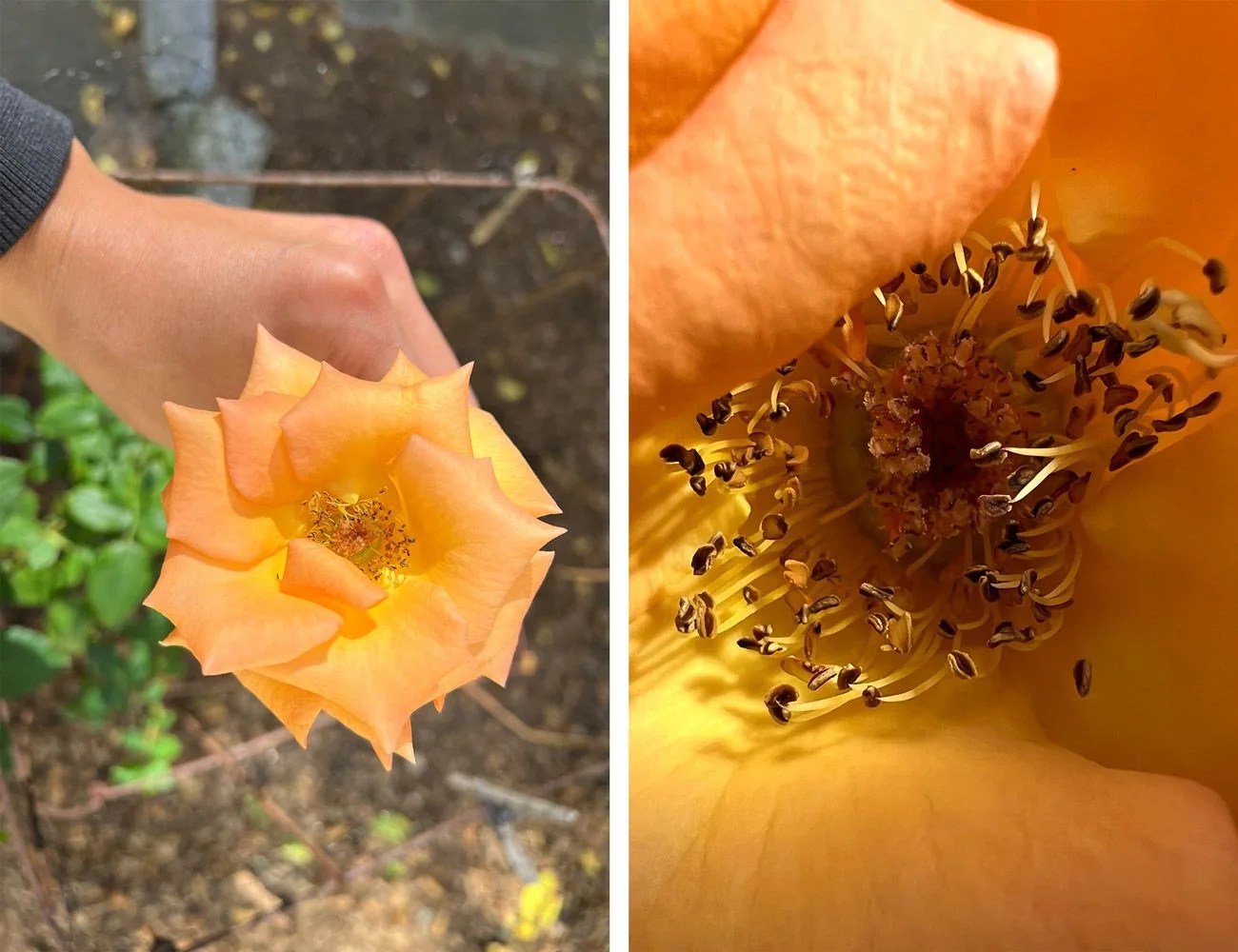 orange rose