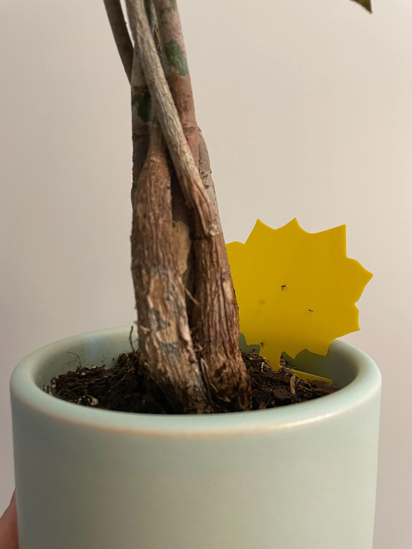 sticky plant traps
