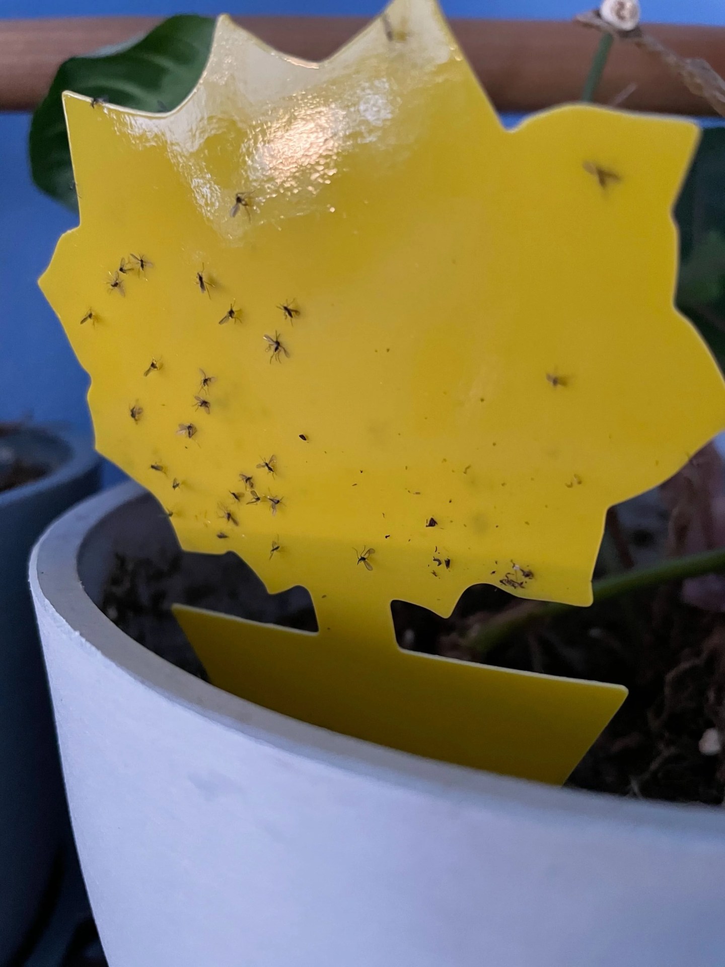sticky plant traps