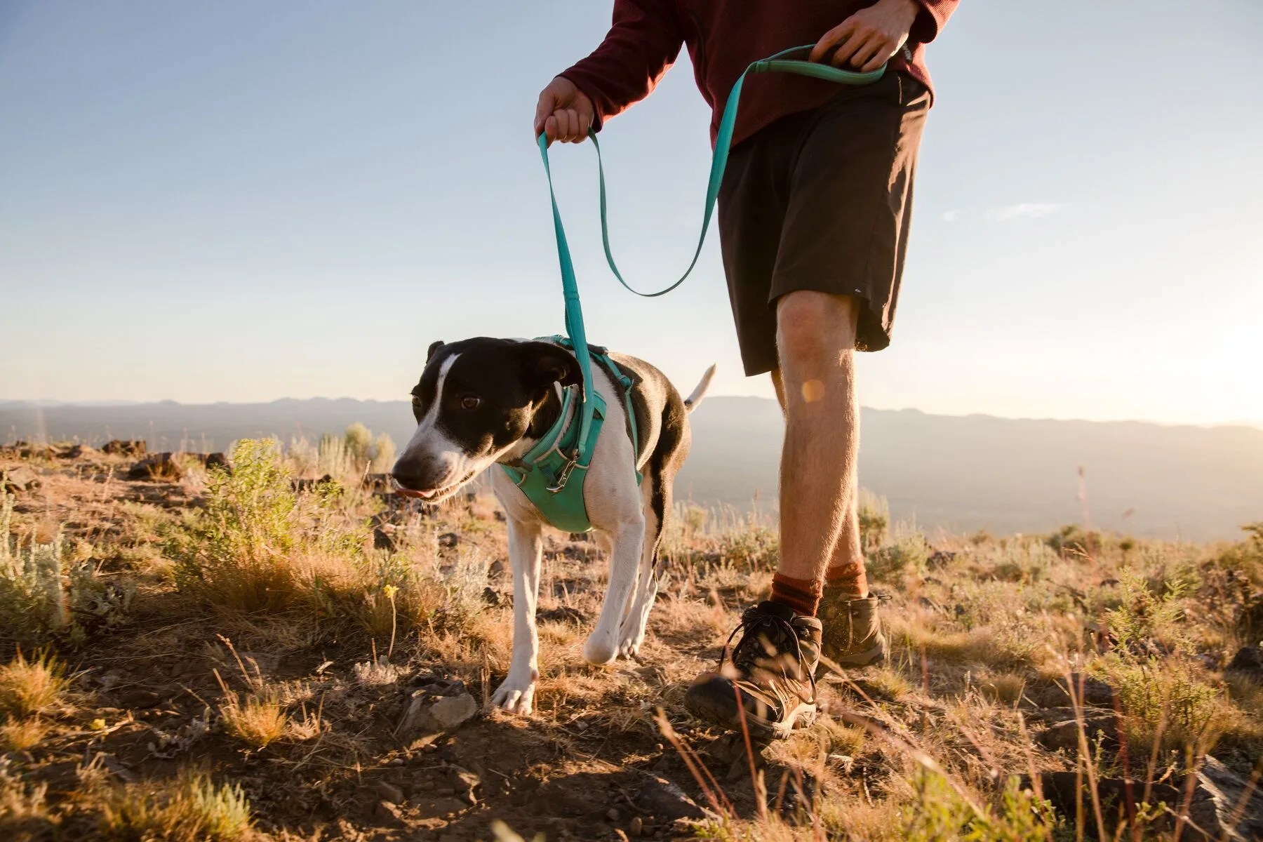 ruffwear front range dog harness