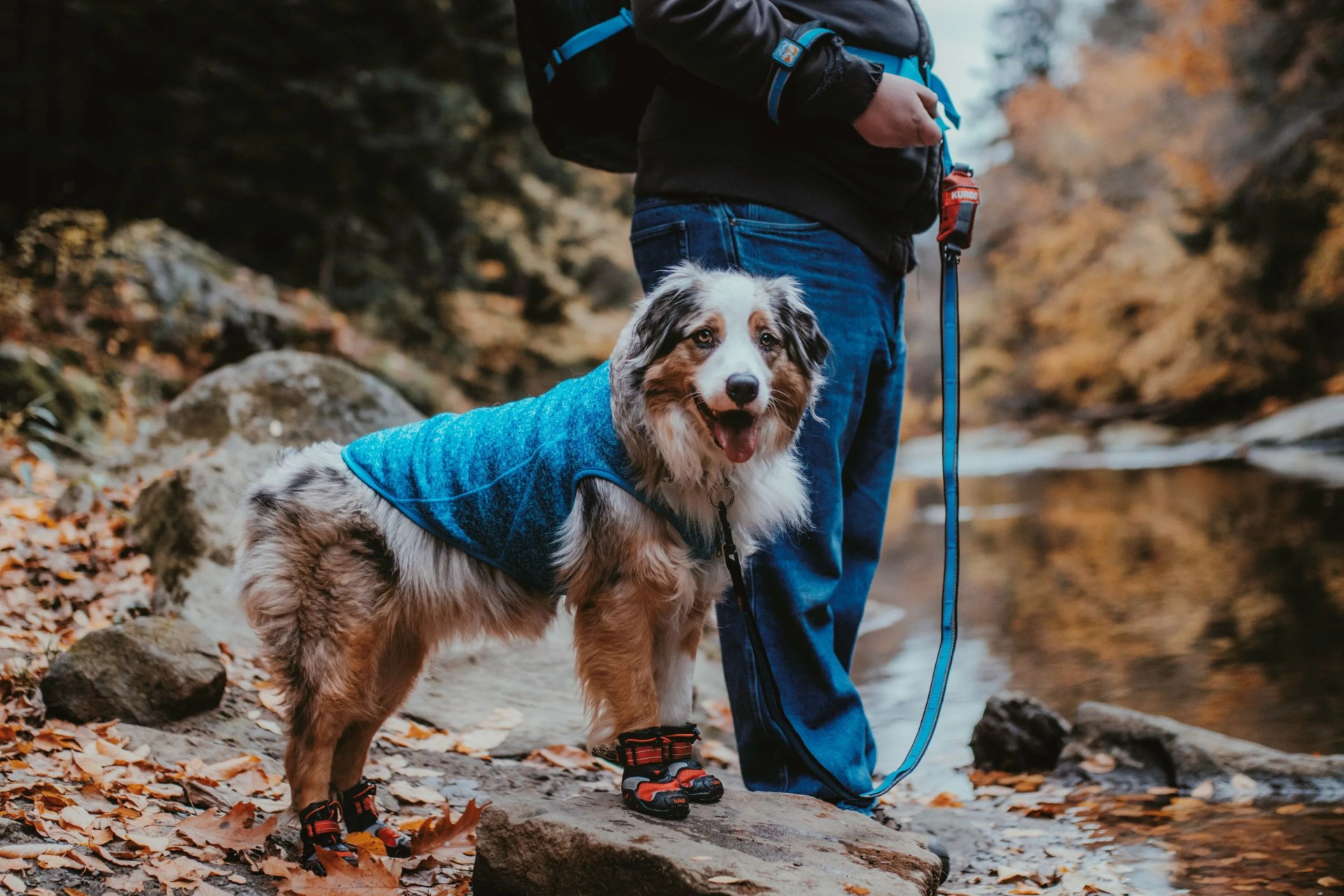 man holding leash of dog wearing k9 vest
