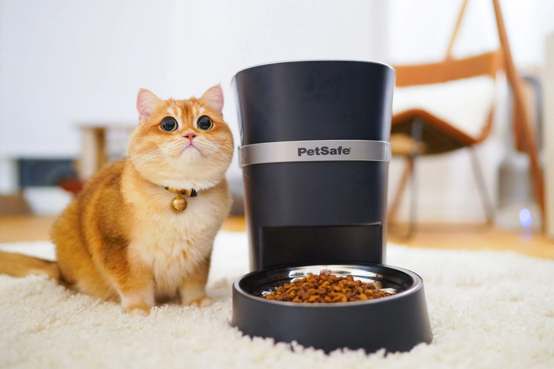 cat sitting next to food dispenser