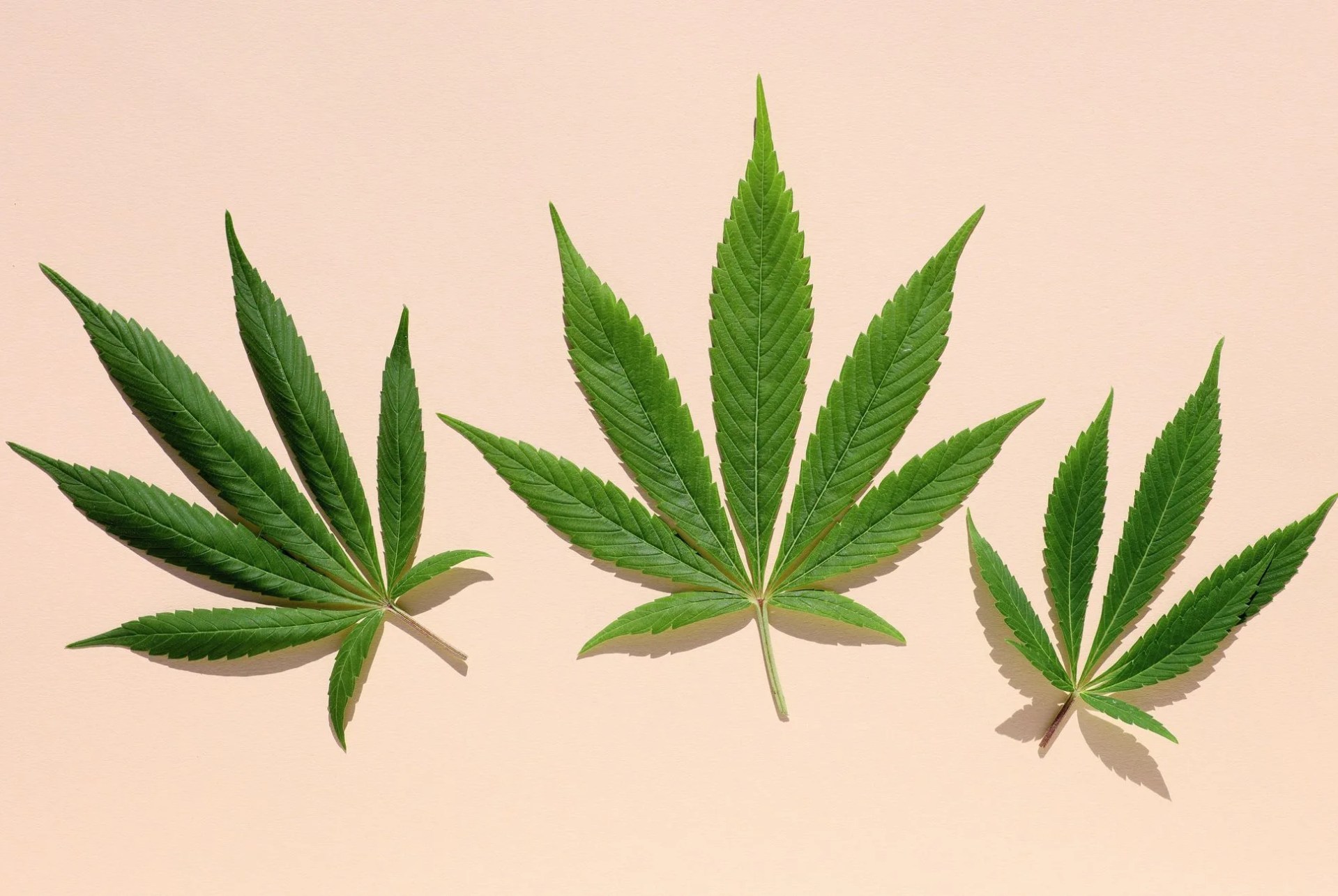 cannabis leaf on colored background