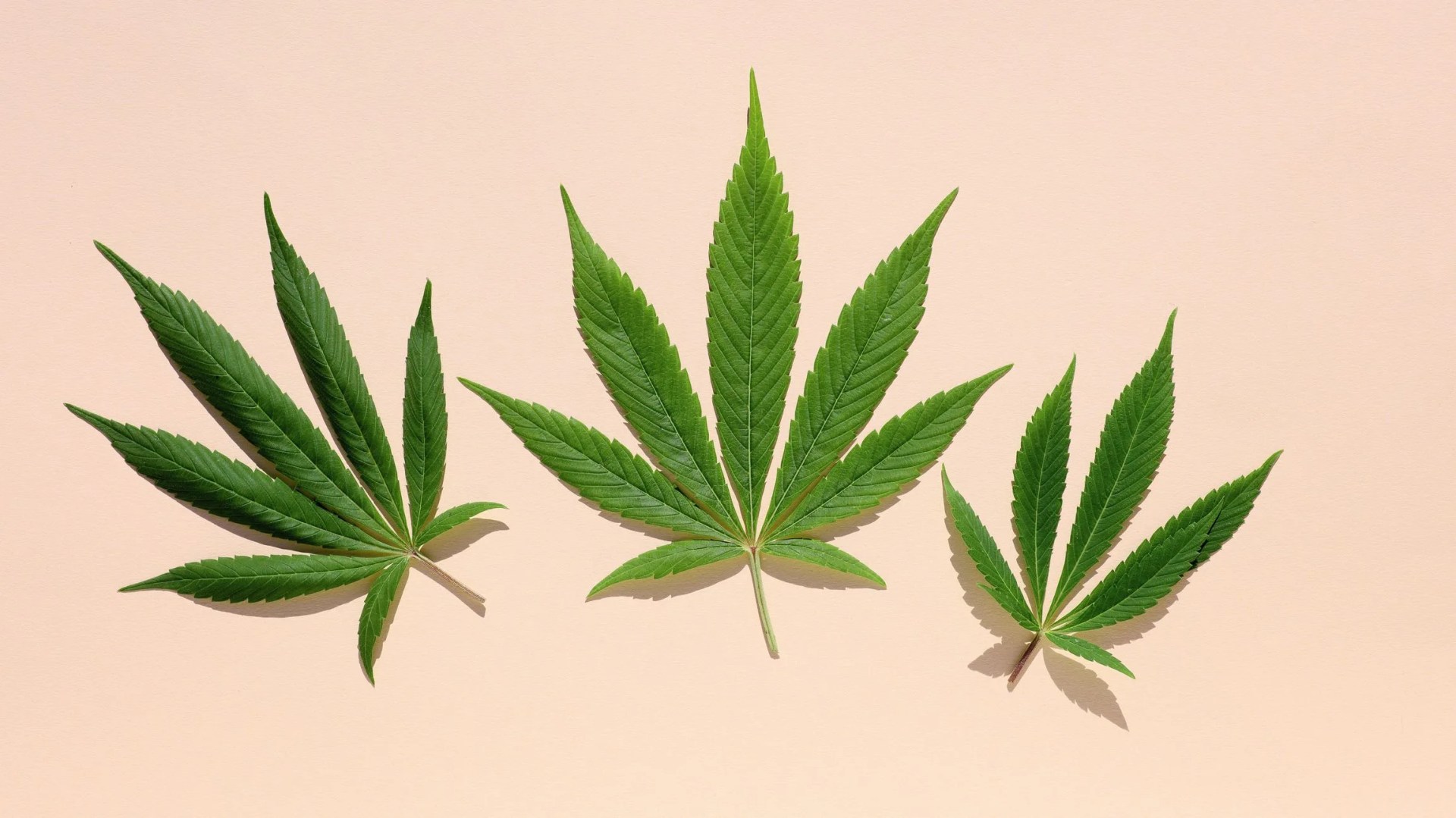 cannabis leaf on colored background