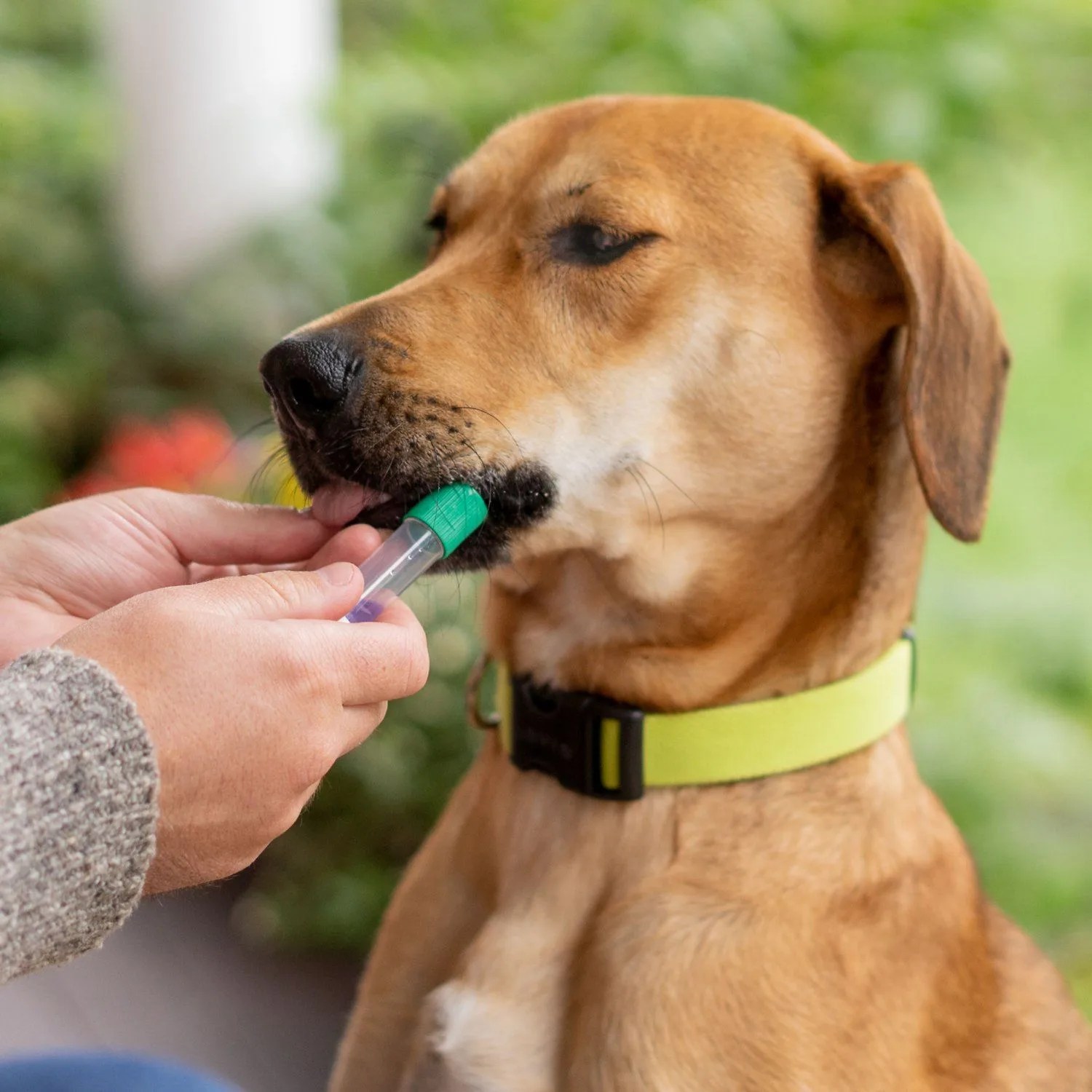 embark dog dna test
