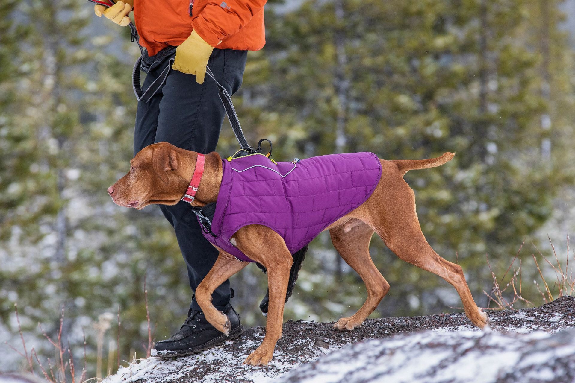 person walking dog wearing kurgo vest
