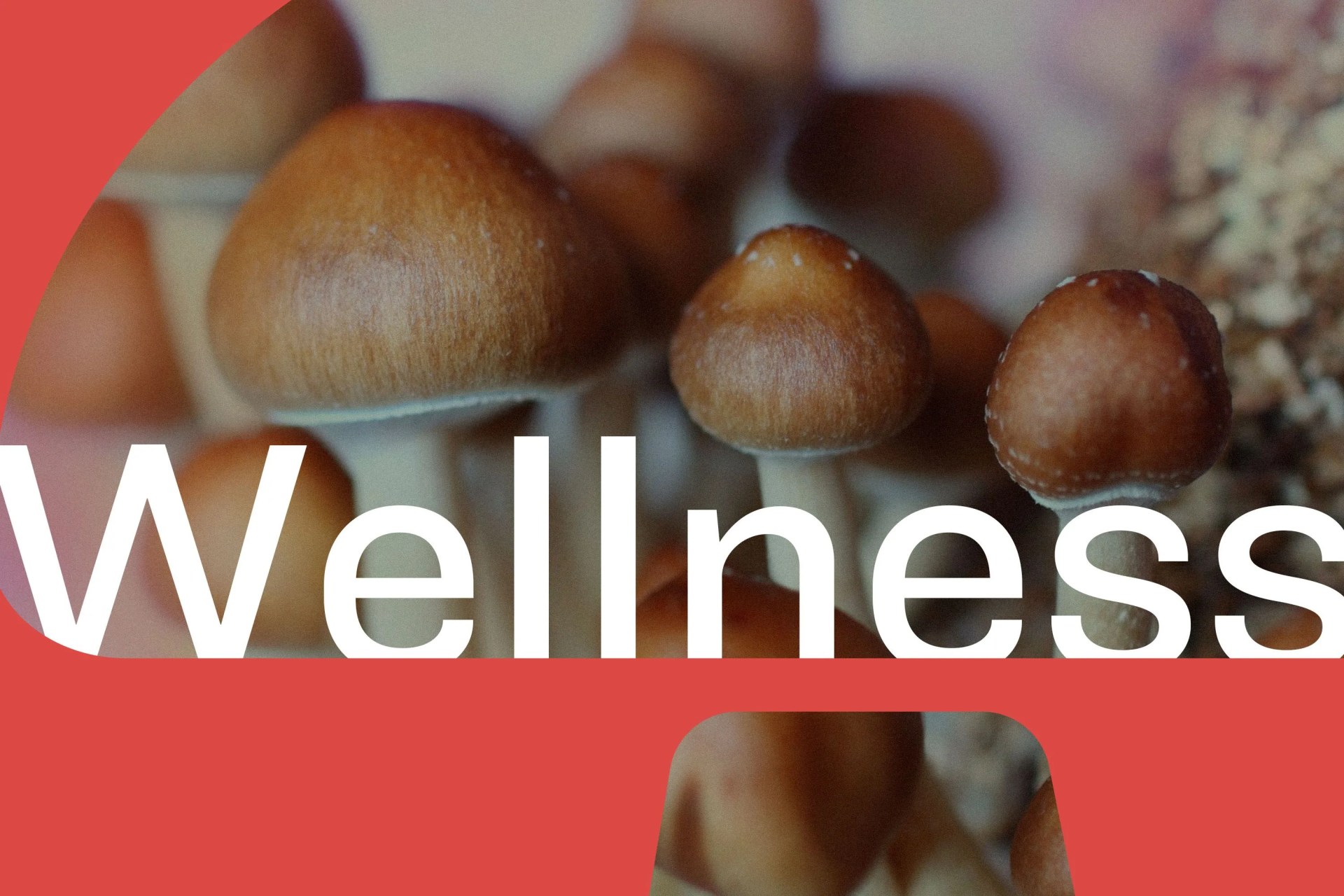 wellness trend report