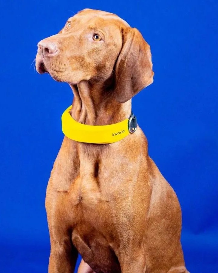 dog wearing yellow invoxia dog collar