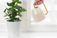 ikea watering can