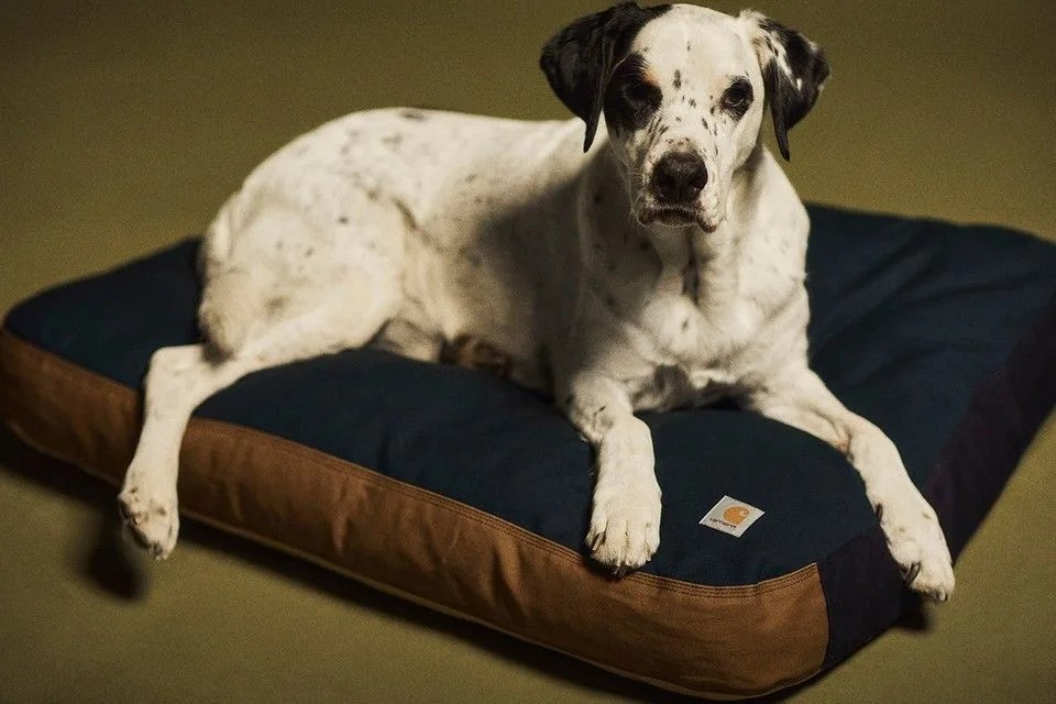dog bed