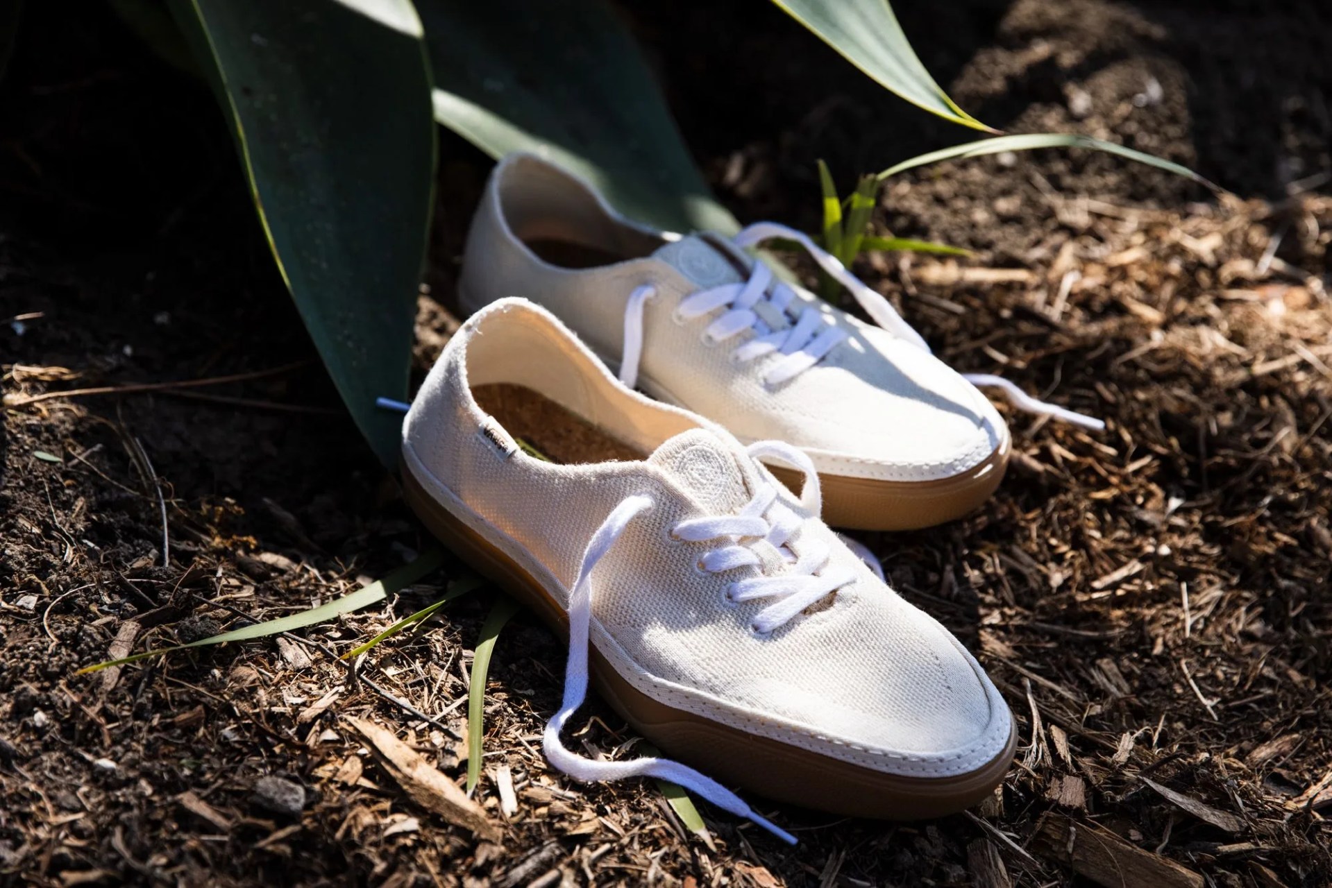 vans shoes