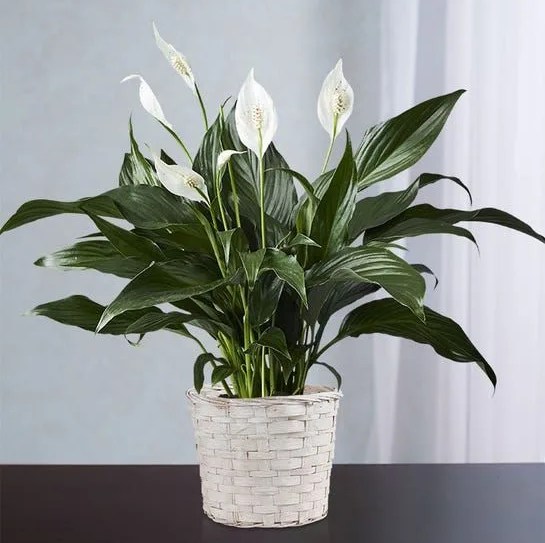 peace lily